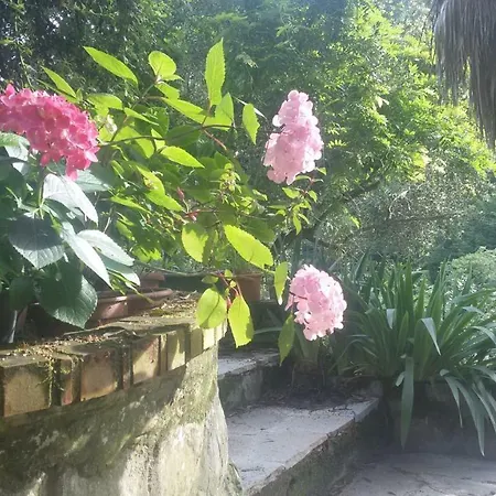 Il Giardino Delle Ortensie Salto Chiesa